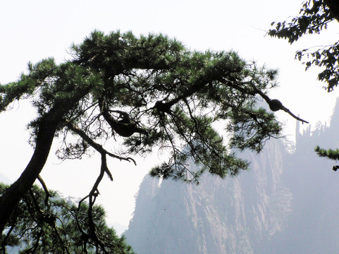 黃山風(fēng)光