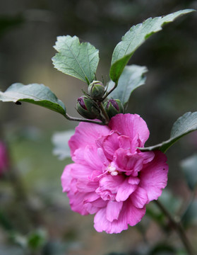 盛開(kāi)的木槿花