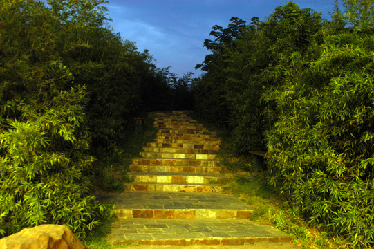 夜晚竹林