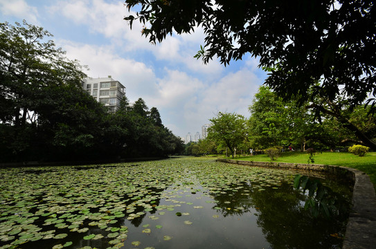 池塘