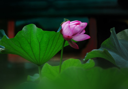 荷花