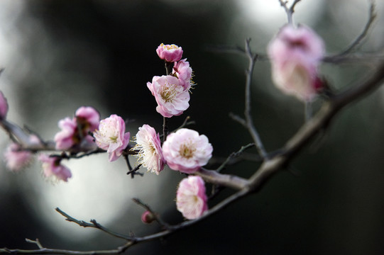 梅花