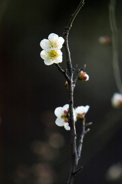 梅花