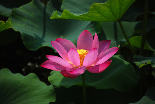 荷花