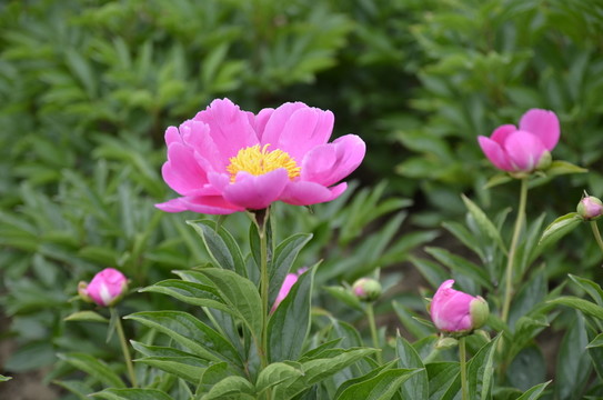 芍藥