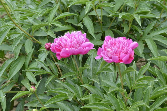芍藥
