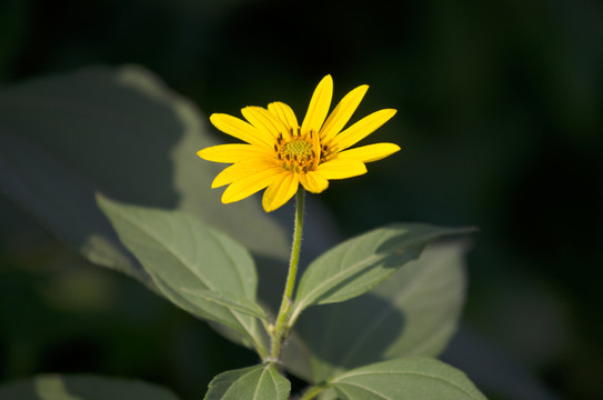 太陽(yáng)花