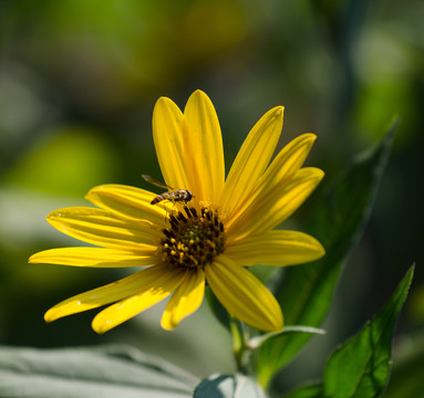 太陽花