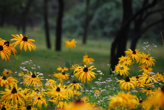 太陽花