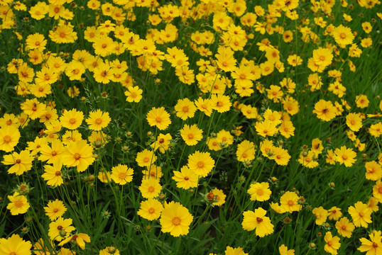 太陽(yáng)花