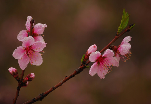桃花