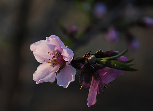 桃花