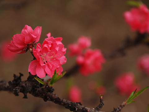 桃花