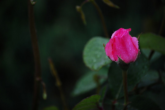 月季花蕾