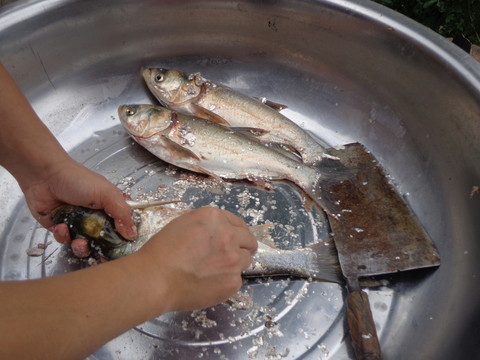 魚(yú)