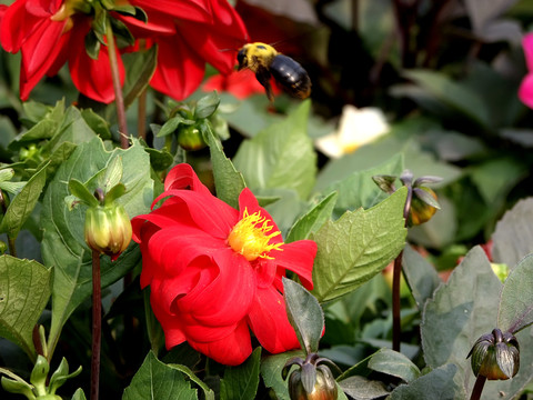 小花