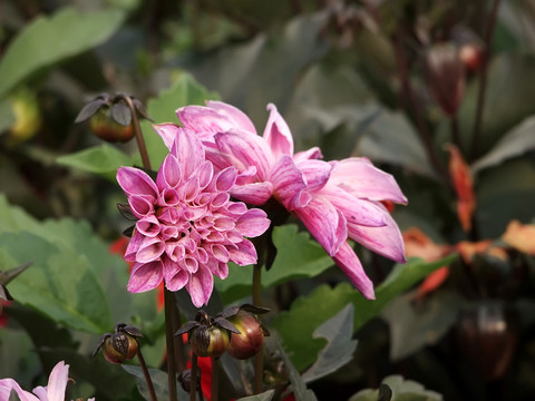 紅菊花