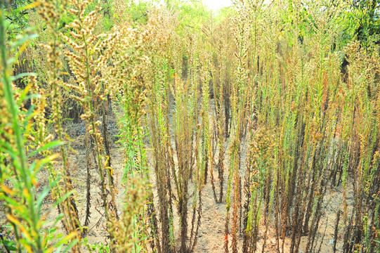 花草 果實(shí)