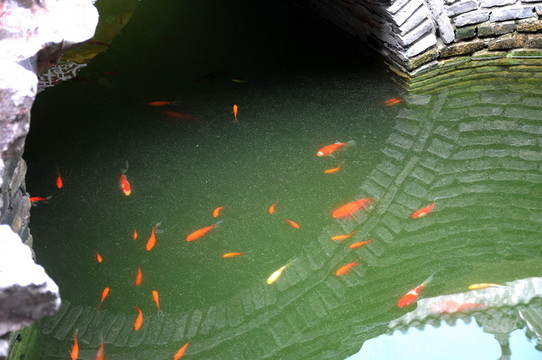 池塘金魚