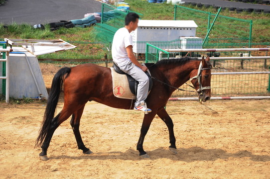 騎馬 賽馬