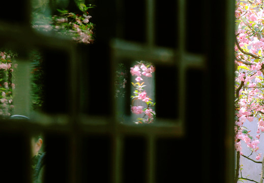 拙政園