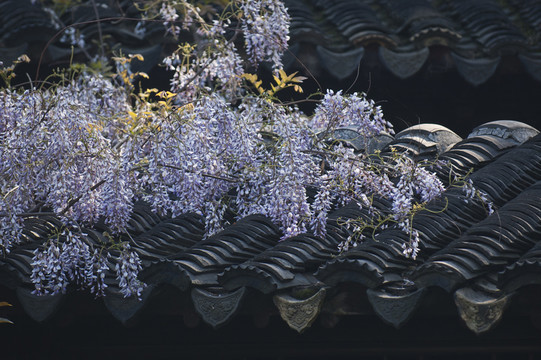 拙政園
