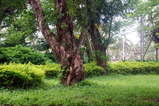 樹木 園林 公園