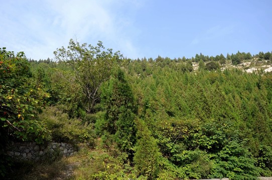 高山植物 松樹(shù)