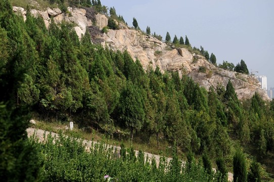 高山植物 松樹(shù)