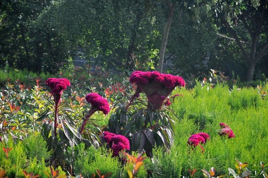 雞冠花