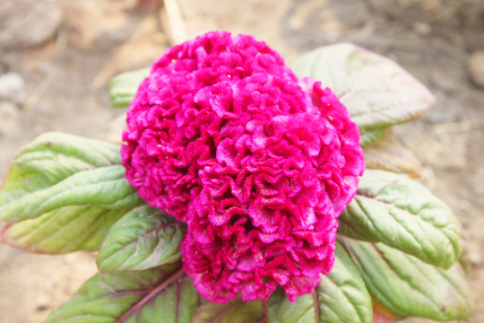 雞冠花