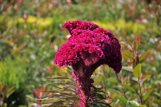 雞冠花