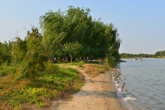 柳樹 高清