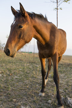 馬兒