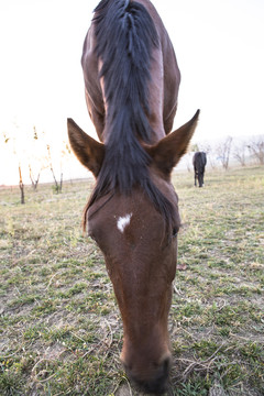 馬