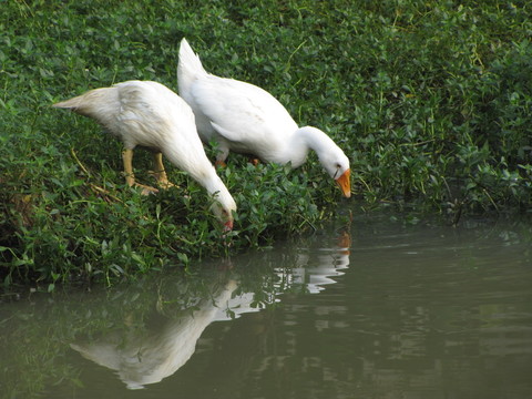 两只白鹅在池塘边