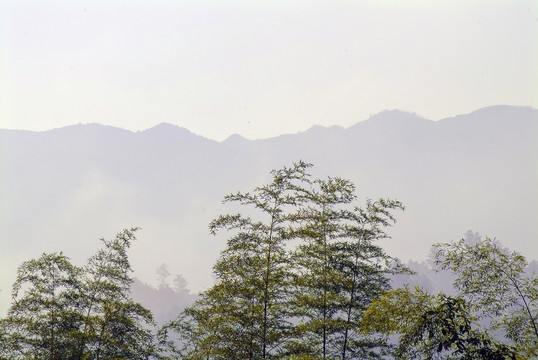 竹林