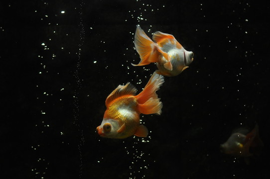 魚