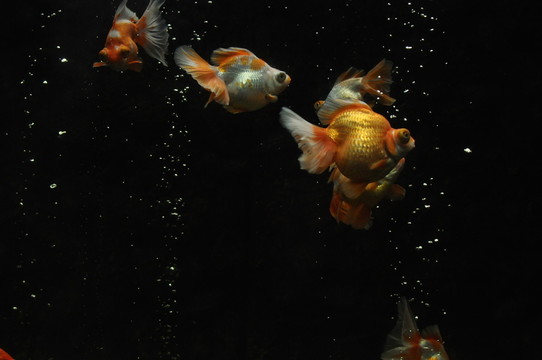 魚
