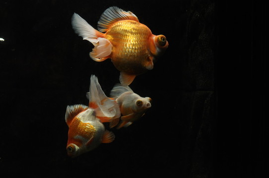魚