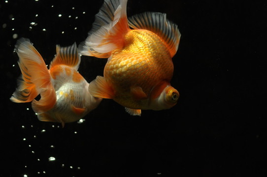 魚