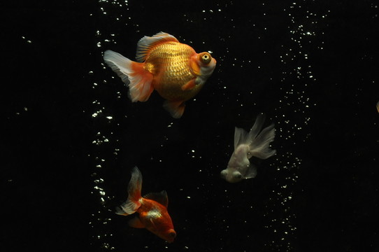 魚