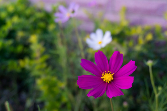 秋英花