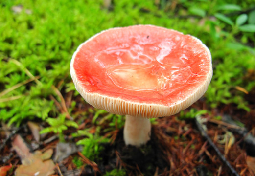 野生蘑菇