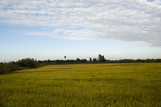 田園風(fēng)光  伊犁
