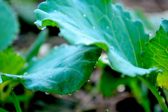綠色蔬菜 露珠