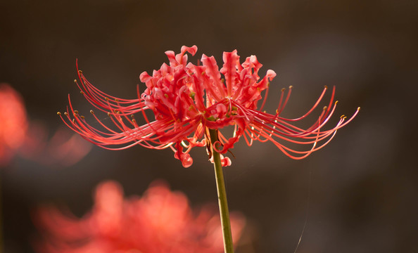 曼珠沙華