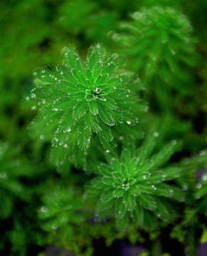 帶露珠的水草