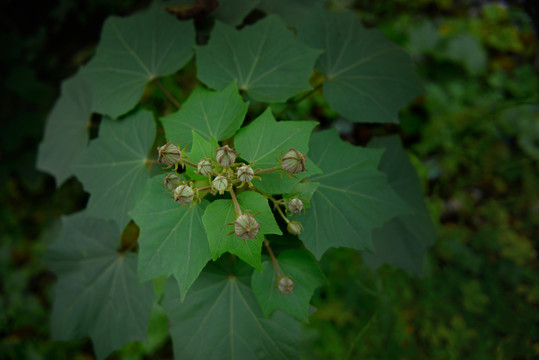 木芙蓉