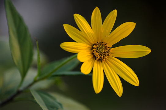 太陽花